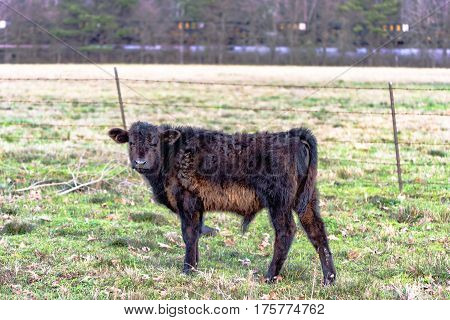 Angus crossbred calf with rough discolored hair standing in an early spring pasture with a train in the background