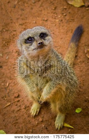 Meerkat (suricata Suricatta) In Zoo