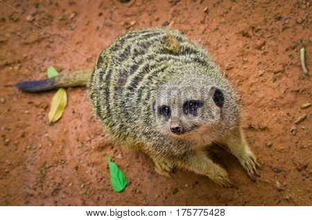 Meerkat (suricata Suricatta) In Zoo