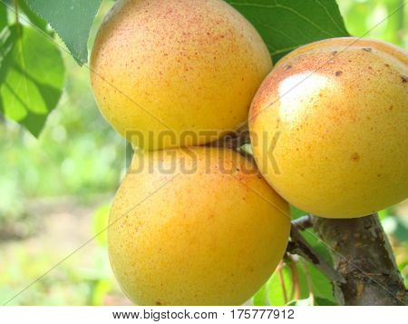 apricot ripe fruit growing on the tree closeup