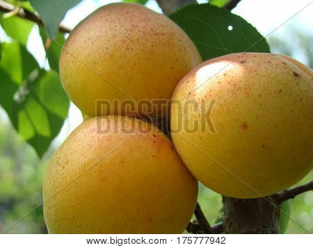 apricot ripe fruit growing on the tree closeup