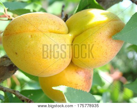 apricot ripe fruit growing on the tree closeup