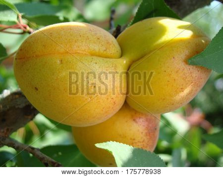 apricot ripe fruit growing on the tree closeup