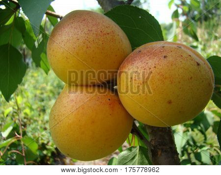 apricot ripe fruit growing on the tree closeup