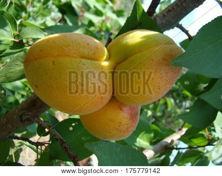 apricot ripe fruit growing on the tree closeup
