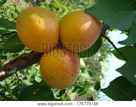 apricot ripe fruit growing on the tree closeup