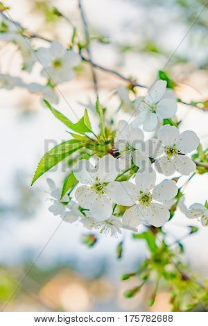 Abstract spring blossoming blur white flowers of the cherry blossoms on a spring day. Cerasus vulgaris. Natural phorography.