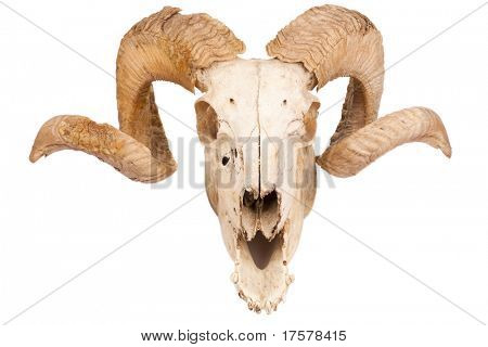 Animal skull with big horn isolated isolated on white