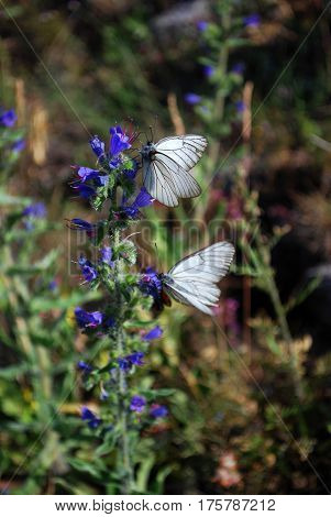 Aporia crataegi, Black Veined White butterfly on a beautiful blue wild flowers