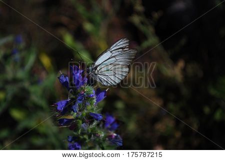 Aporia crataegi, Black Veined White butterfly on a beautiful blue wild flowers