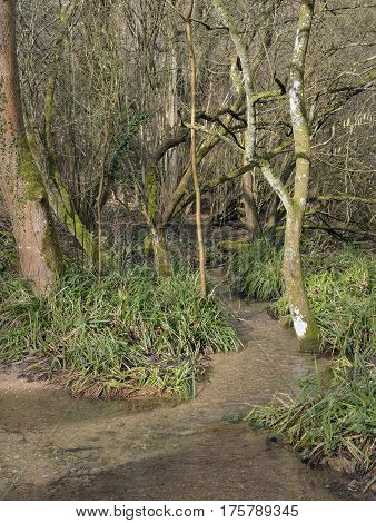 Kilcott Brook Miger Wood Woodland stream in a Cotswold Woodland in Late Winter