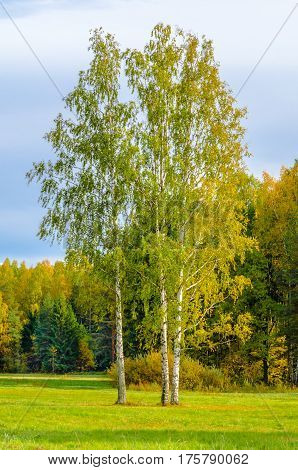 A group of three birch trees on a grassy field on the forest background in the rays of the autumn sun against the blue sky and clouds