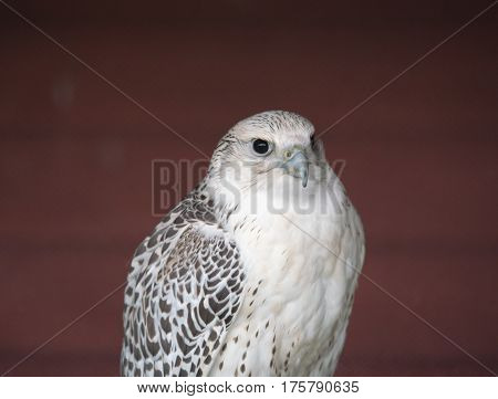 Peregrine falcon, the fastest animal on the planet