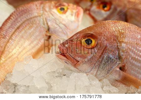 Large-eye dentex or Dentex macrophthalmus on ice for salle in the greek fish market on the background of other fishes. Horizontal. Close up.