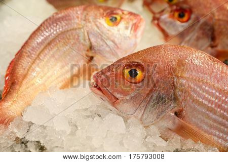 Large-eye dentex or Dentex macrophthalmus on ice for salle in the greek fish market on the background of other fishes. Horizontal. Close up.