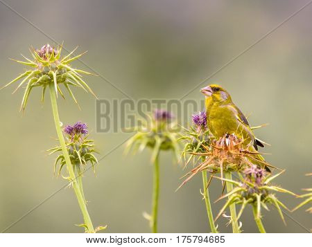 Greenfinch Feeding On Thistle Seeds