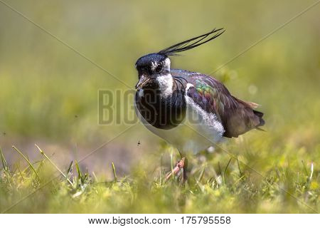 Northern Lapwing In Grassland Habitat
