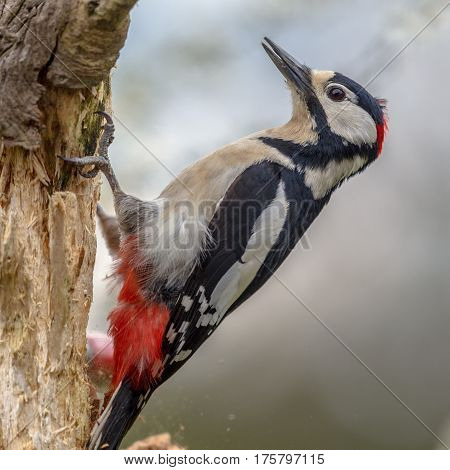 Woodpecker In Typical Perching