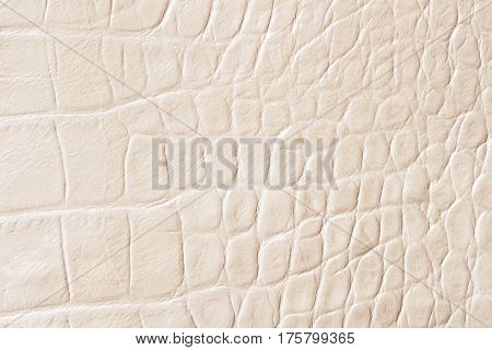 Cream scales macro exotic background, embossed under the skin of a reptile, crocodile. Texture genuine leather close-up, light tones, fashion trend. For backdrop, substrate, composition use. With place for your text