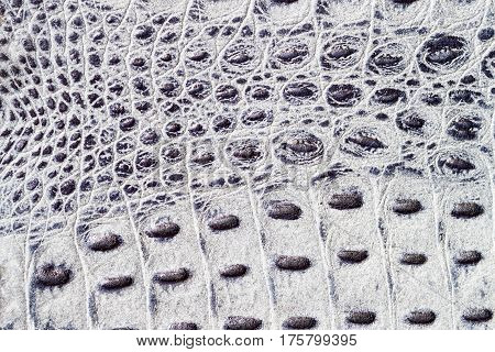 Texture of genuine leather close-up, embossed under the squama skin a light-blue reptile, crocodile, trend exotic background. For backdrop, substrate, composition use. With place for your text