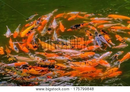 Blur Koi Fish swimming in The pond. Abstract top view of colorful fancy carp fish koi fish in a whirlpool of water garden