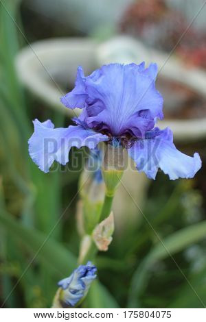 This iris in san Jose is up close so it is in the spotlight in the garden