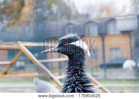 Portrait Of Heron Red Eyes.
