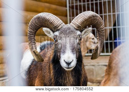 Portrait Ovis Ammon. Wild Sheep. Clouse-up.