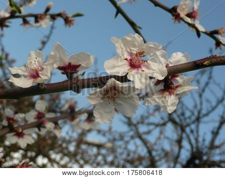 The plum blossoms are seen close up on a twig against a robins egg blue sky