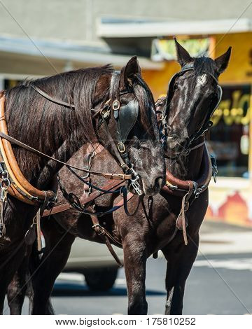Brown driving horse biting at pulling partner during a break.