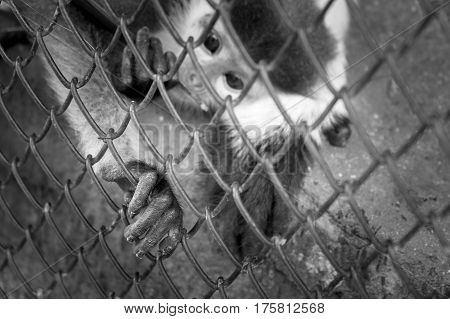 4th october world animal day. a little poor Endangered species monkey behind the cage. help them for a fairer place.