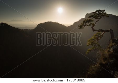 Sokolica most famous tree in Pieniny Mountains Poland