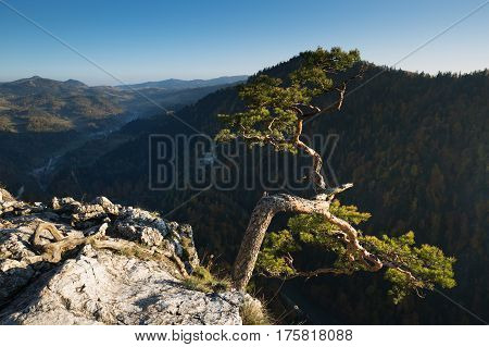 Sokolica most famous tree in Pieniny Mountains Poland