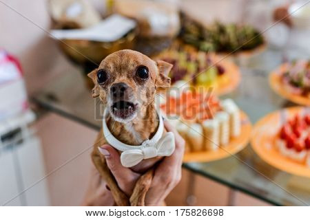 dog Chihuahua in holiday attire in the house