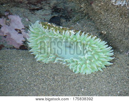 green sea anemone resting in a tide pool
