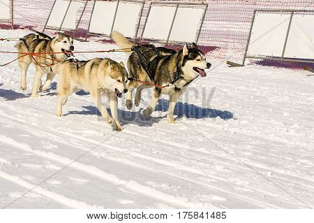 gogs team running in the snow on Kamchatka