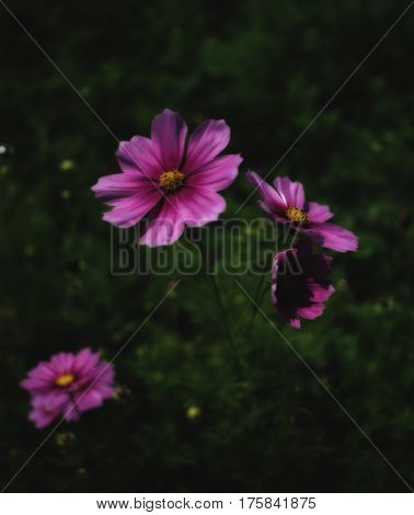 Close-up image of pink cosmos flowers (Bipinnatus) bloom beautifully on green field background in low key tone Selective focus
