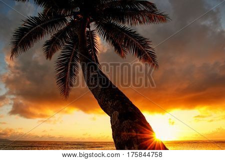 Leaning Palm Tree At Sunrise In Lavena Village On Taveuni Island, Fiji