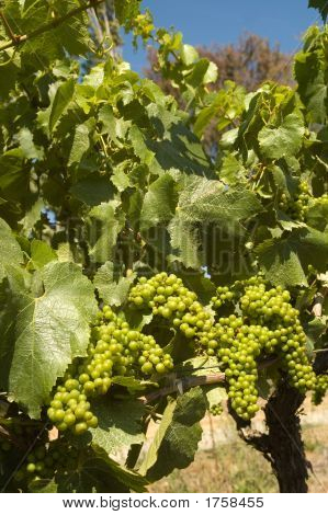 Grapevine