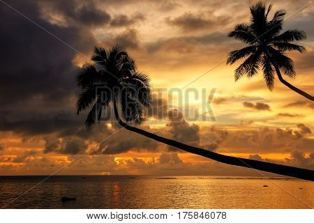 Silhouette Of Leaning Palm Trees At Sunrise On Taveuni Island, Fiji