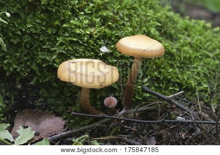 Sheathed woodtuft on an old stump closeup