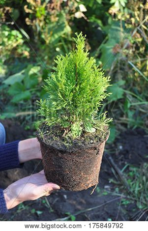Planting Thuja. Gardener Hands Planting Cypress tree Thuja with Roots (Thuja Occidentalis Golden Brabant)