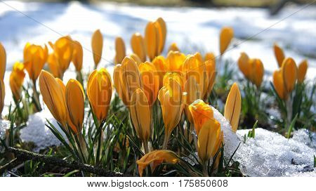 yellow crocus flora in snow garden europe