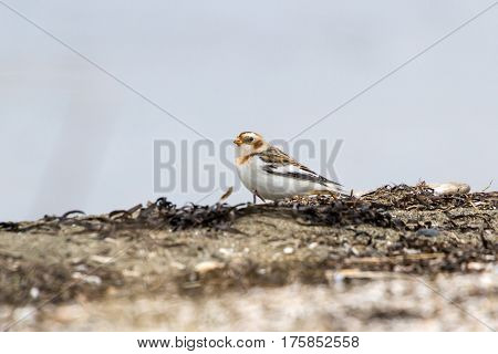 a Snow Bunting in Vancouver bc canada