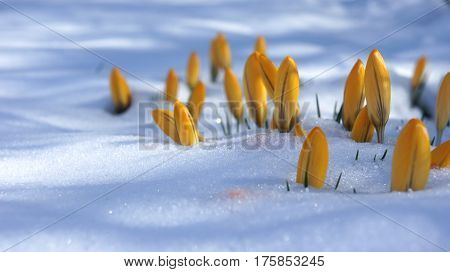 yellow crocus flora in snow europe closeup