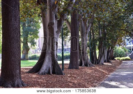 Avenue of large trees in springtime sunlight through treetop