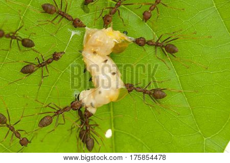 Painted Jezebel's Chrysalis attacked by red ants