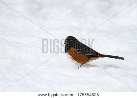 Spotted Towhee on snow  close up shot
