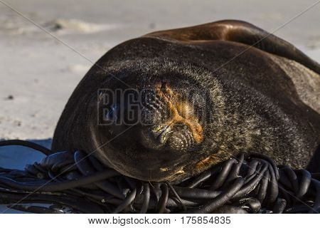 Fur seal on the beach of the sea. New Zealand