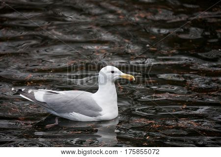 Glaucous winged Gull and water close up